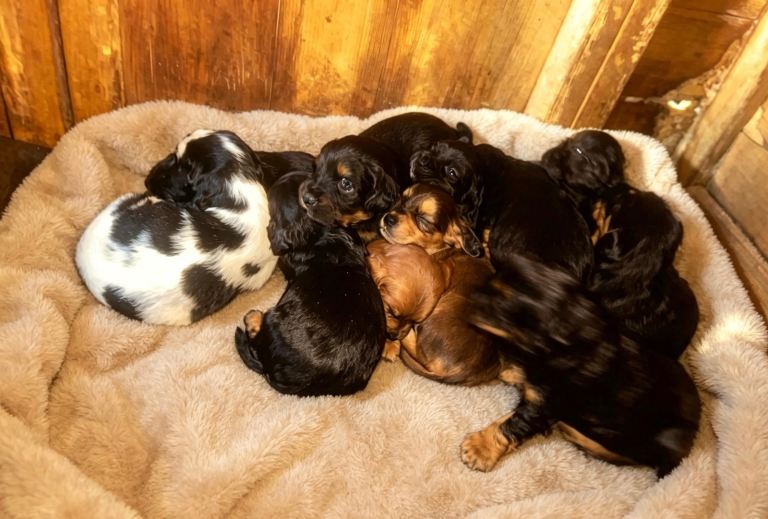 Cocker spaniel puppies 