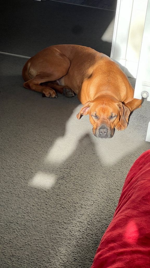Rhodesian ridgeback 