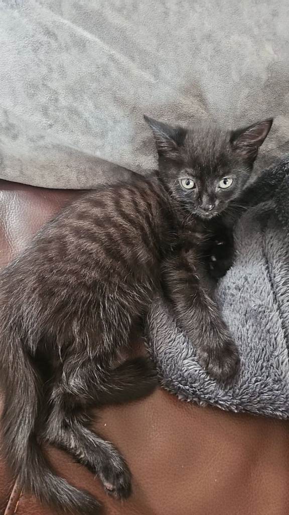 Beautiful black Bombayish bad boy, raised underfoot — ready for their new home