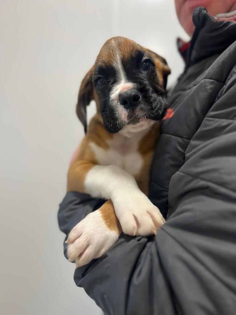 Boxer puppies for sale 