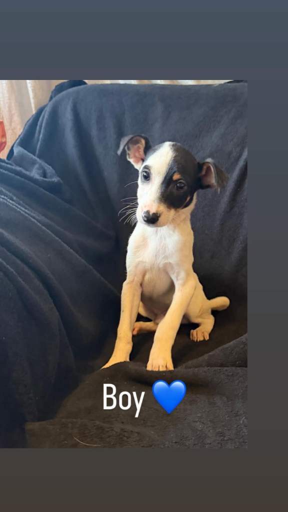 Parson Russell x Jack Russell Puppies