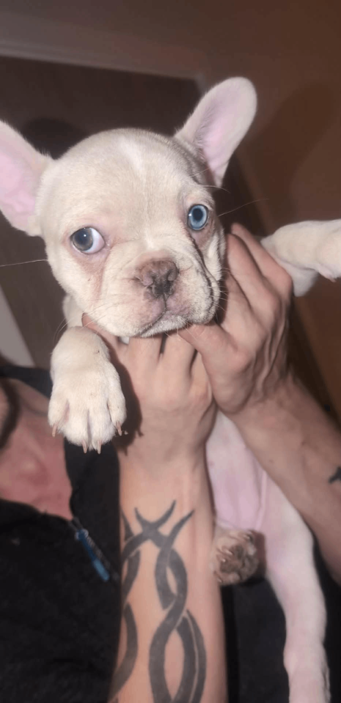 French bulldogs for sale 