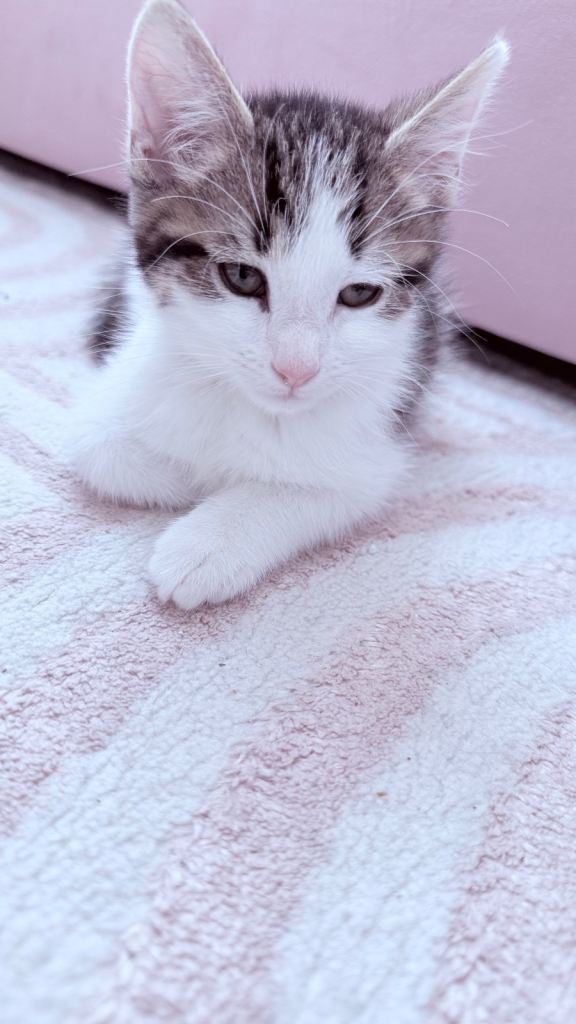 British shorthair male kitten 