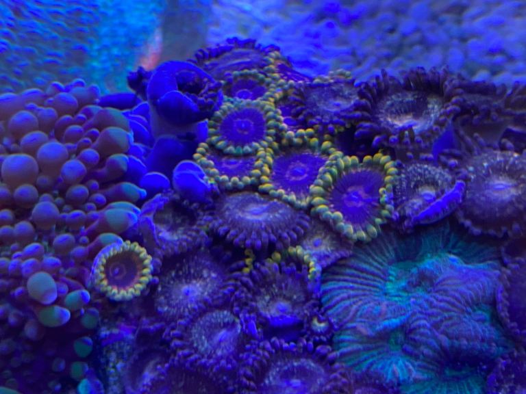 Fist size coral garden