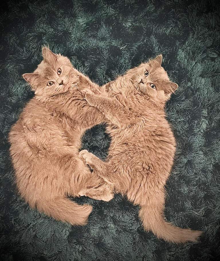 Two male British Longhairs (Siblings)