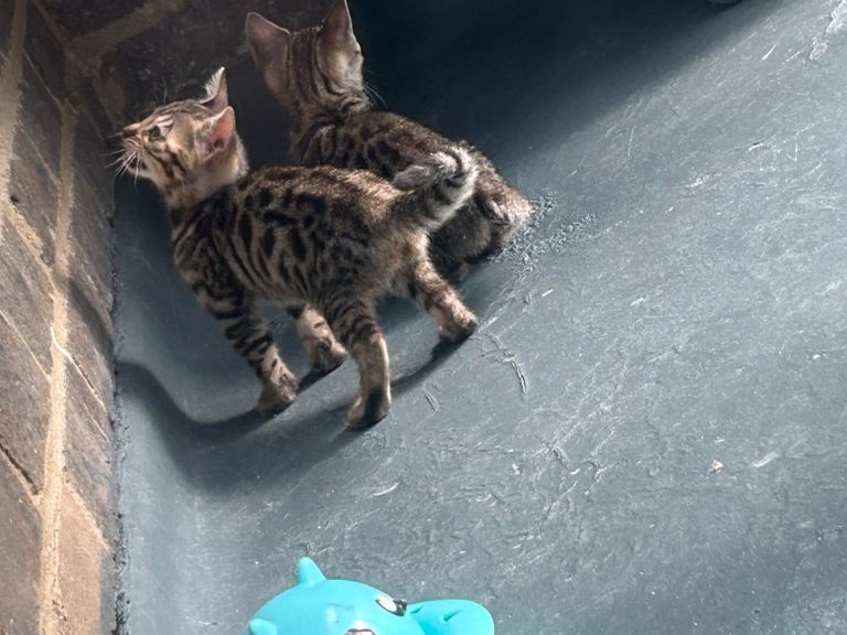 Pure breed Bengal