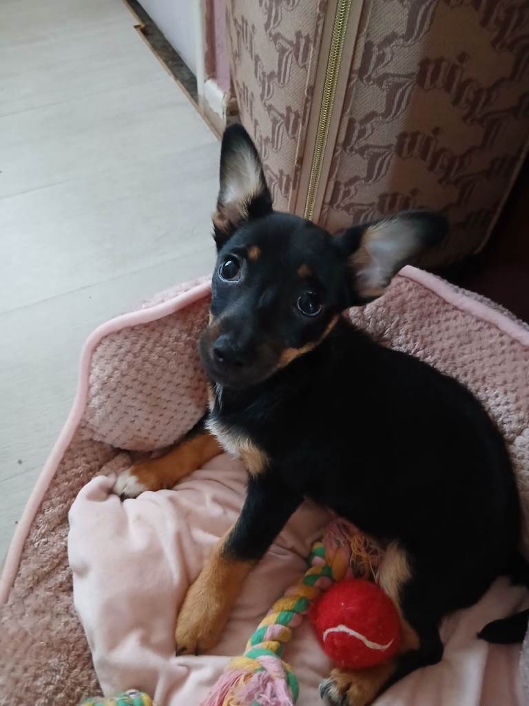 11 week old mixed jack russell 