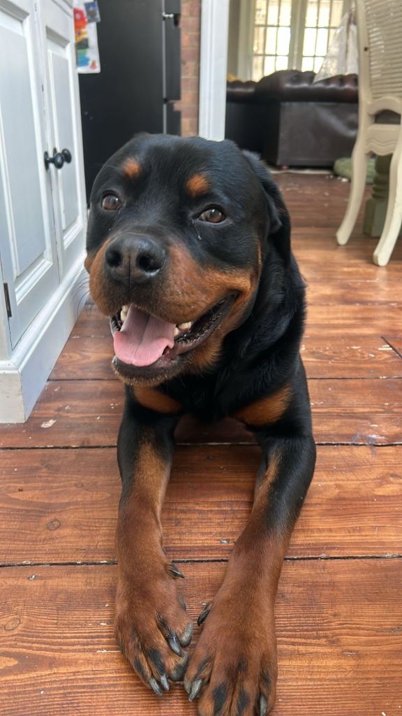 22mnth old male Rottweiler for rehoming 