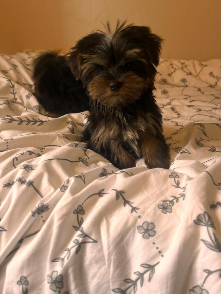 Yorkshire terrier puppies 