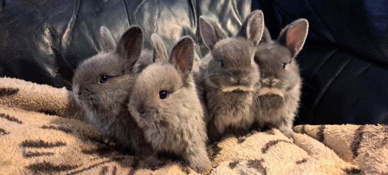 Adorable friendly baby rabbits