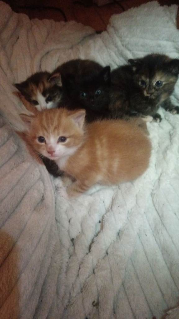 4 kittens for sale 