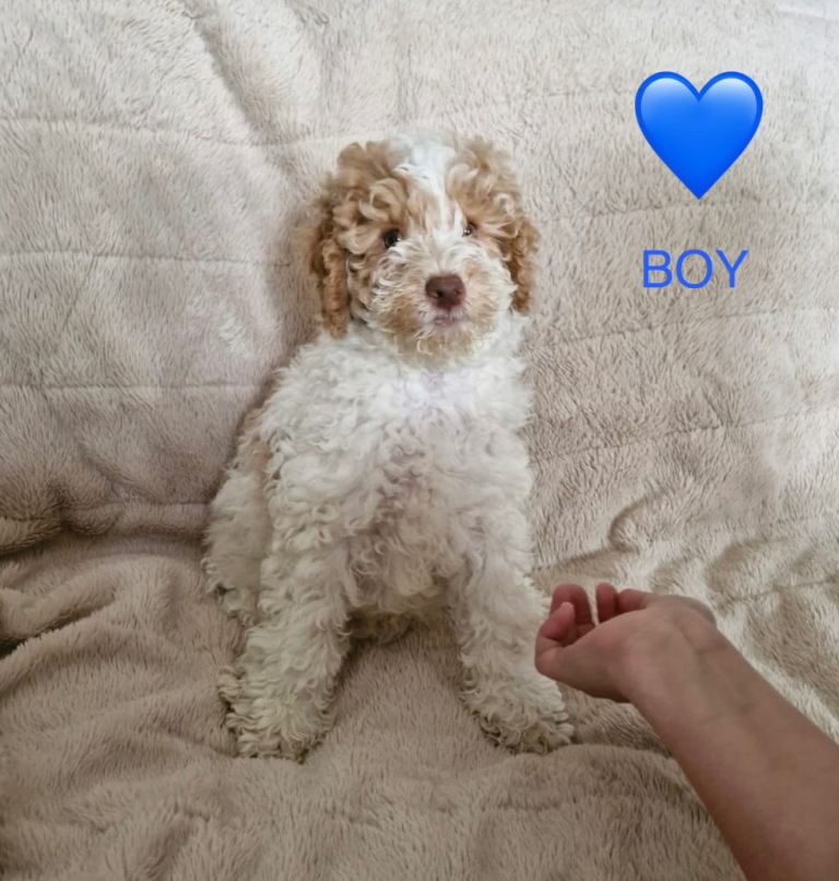 Cockapoo puppies