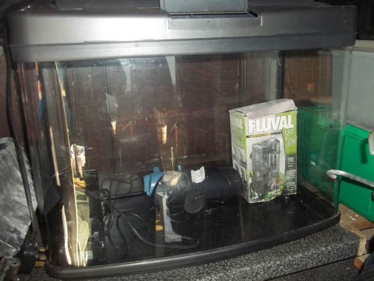 Bow fronted fish tank