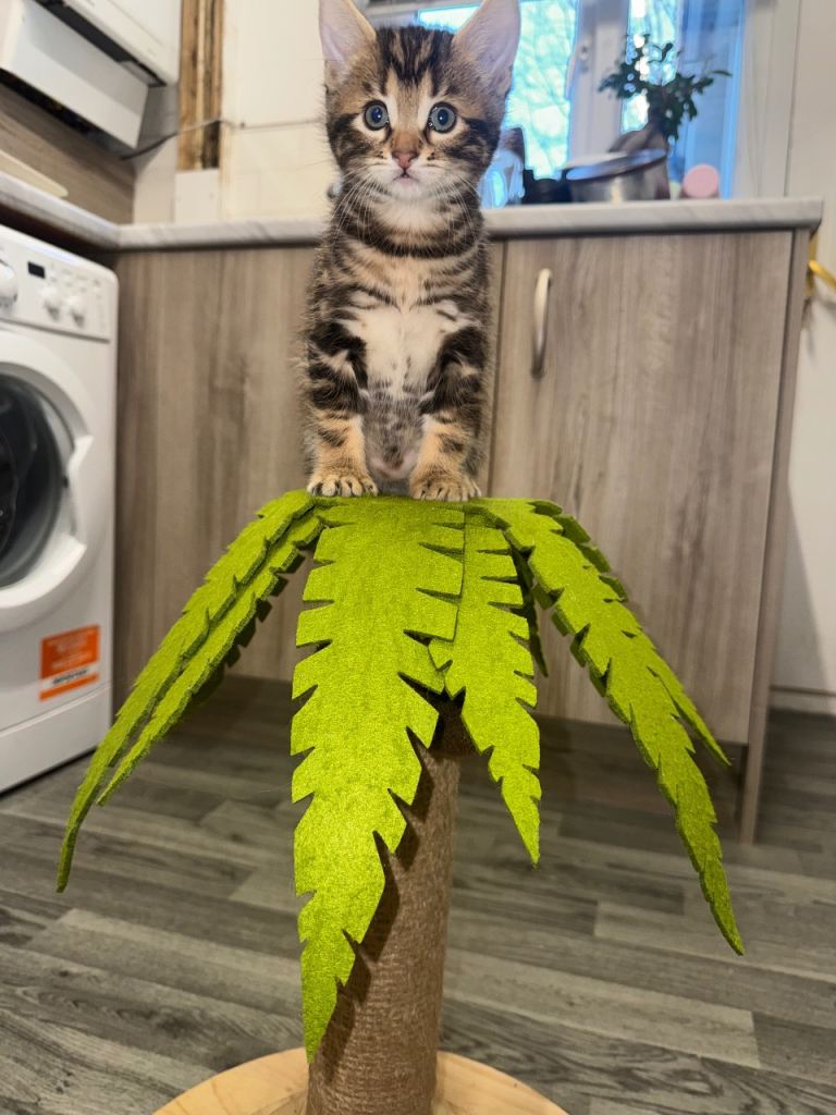 BENGAL 🐆🐾 LAST BOY LEFT 🐾 🐆