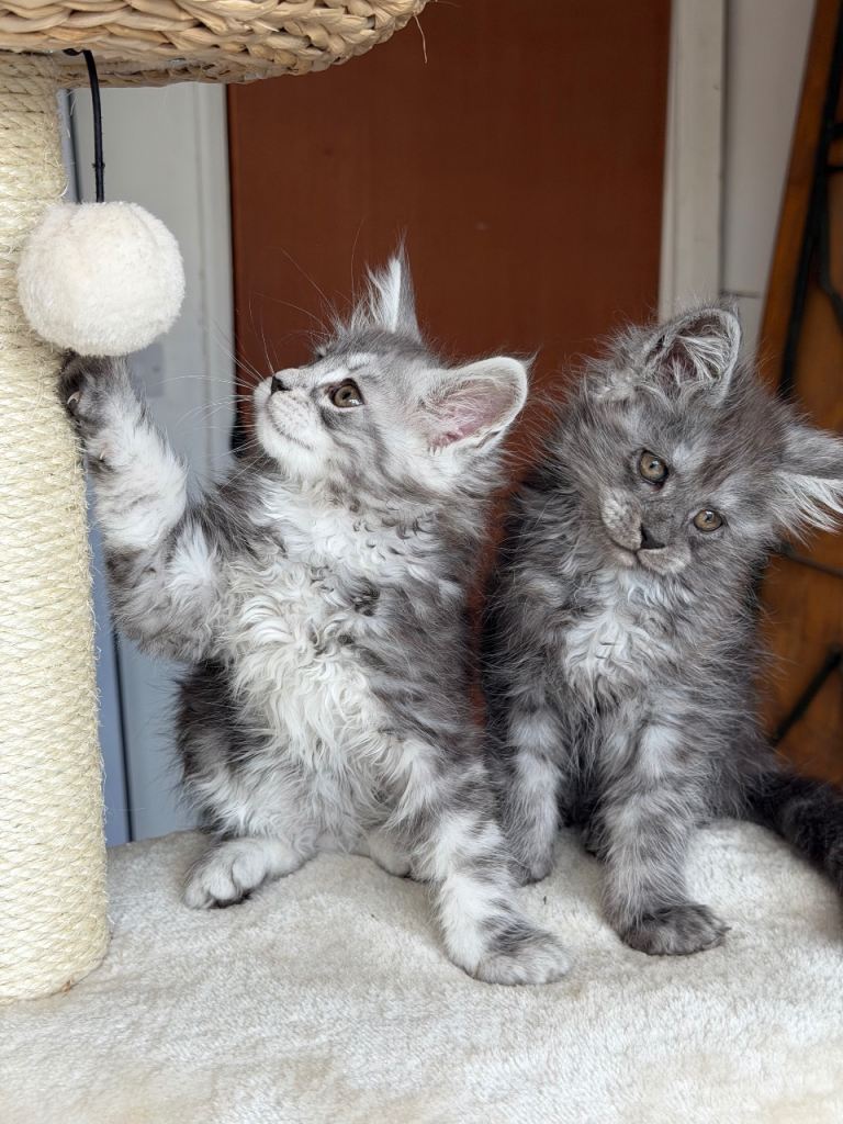 Pedigree Maine Coon Kittens, Ready now!