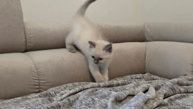 Ragdoll blue point female kitten ready to go