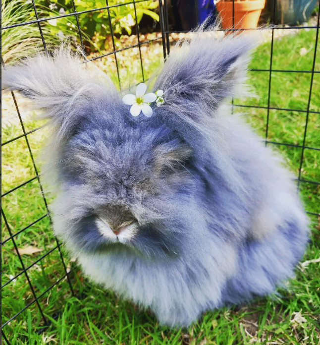 Vera - the beautiful double-maned lionhead rabbit