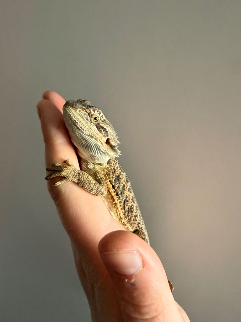 Baby bearded dragons ready 