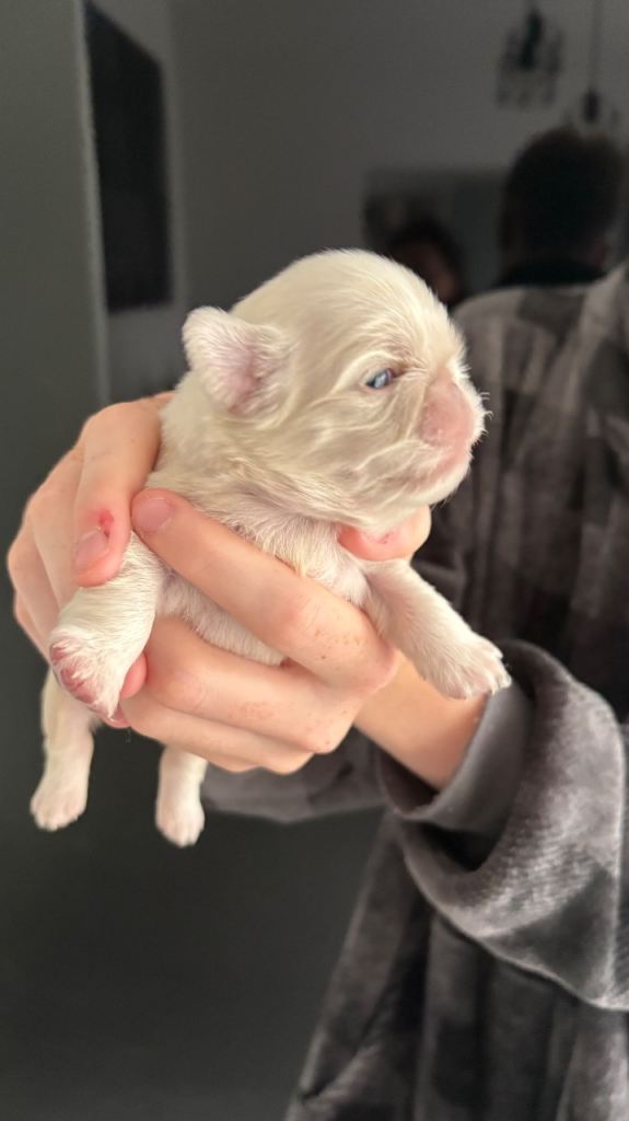 Pug puppies!!!