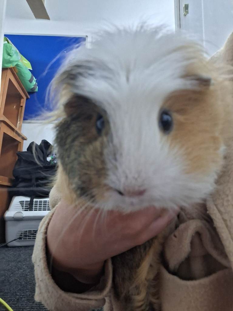 STILL AVAILABLE 4 Beautiful Female Guinea pigs available 