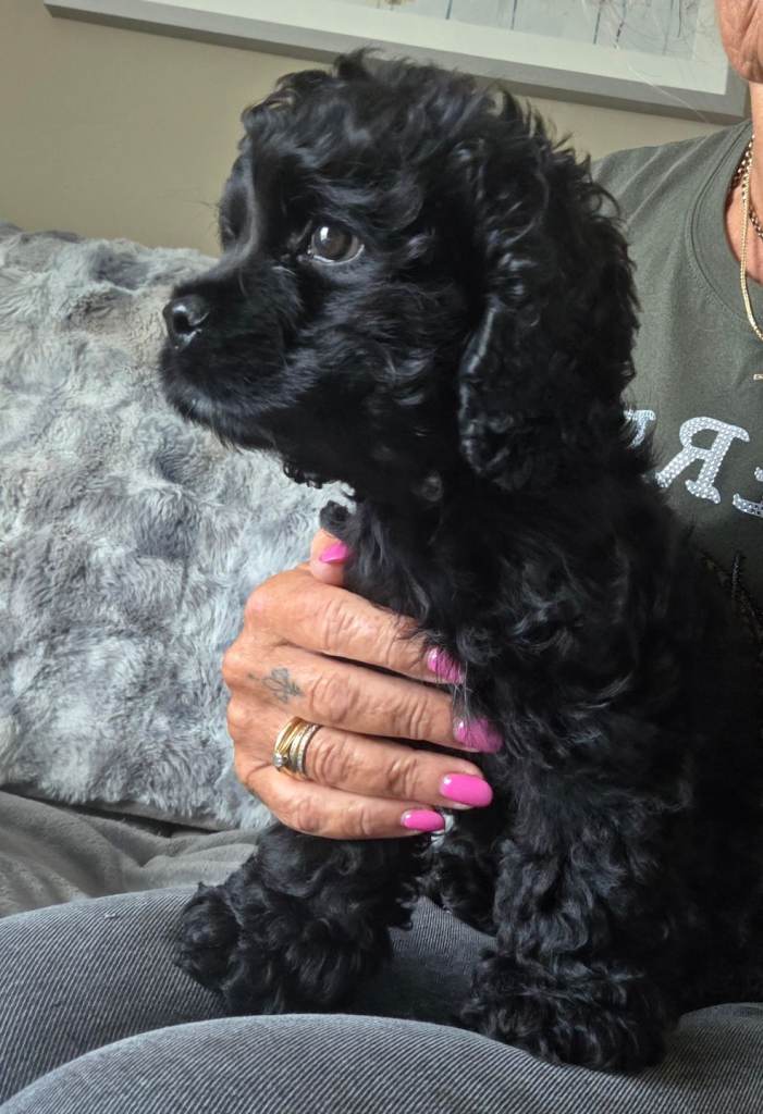 KC American Cocker Spaniel 