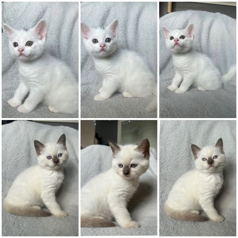 British shorthair X ready to leave 19/06