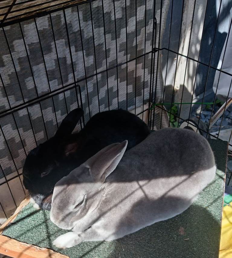 2 bonded Rabbits 