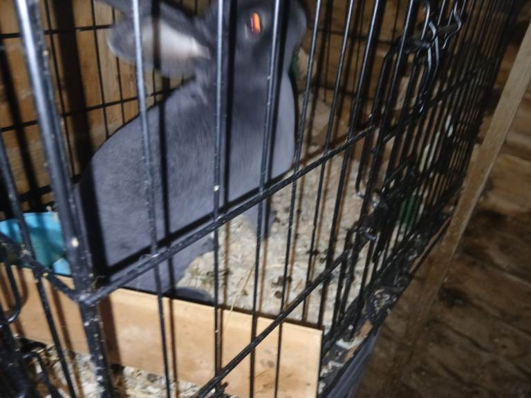 image for 2 mini rex 