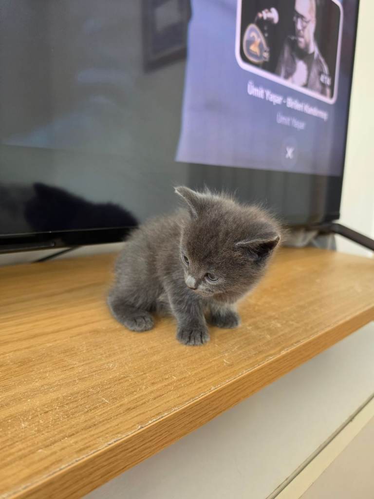 God cats