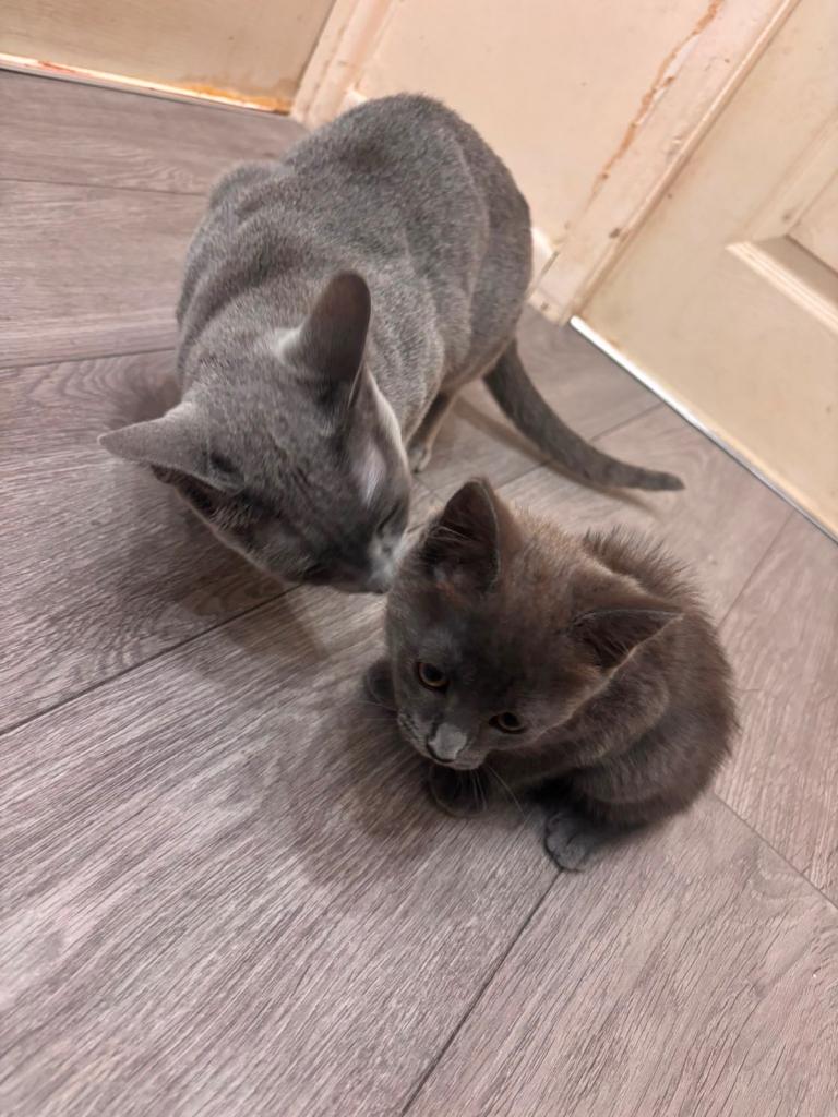 Kitten 