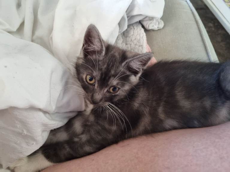 Kittens 