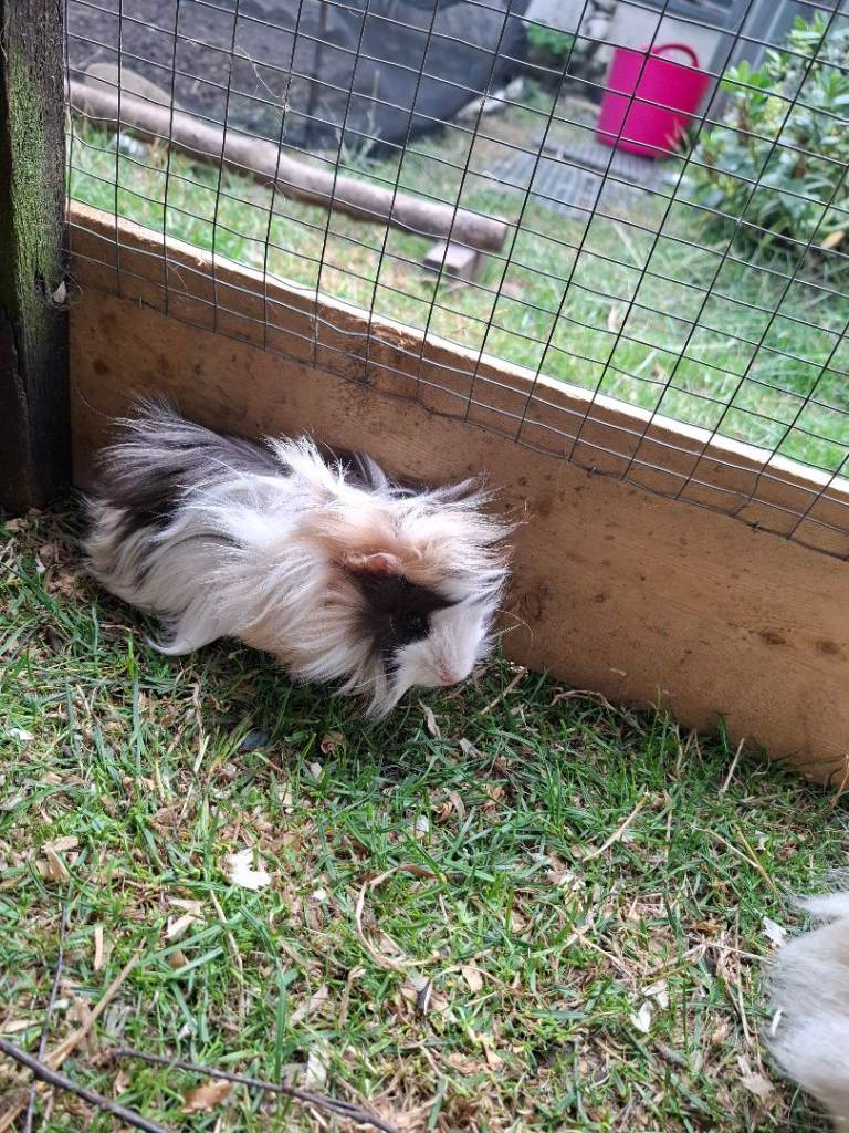 Guinea pigs 