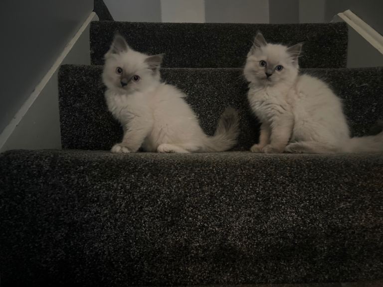 Pure breed RagDoll kittens 