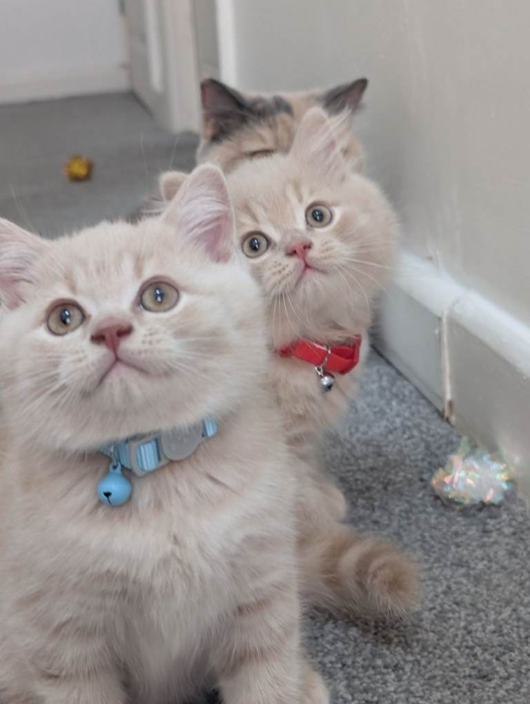  🌟 Stunning GCCF Registered British Shorthair & British Longhair Kittens 🌟