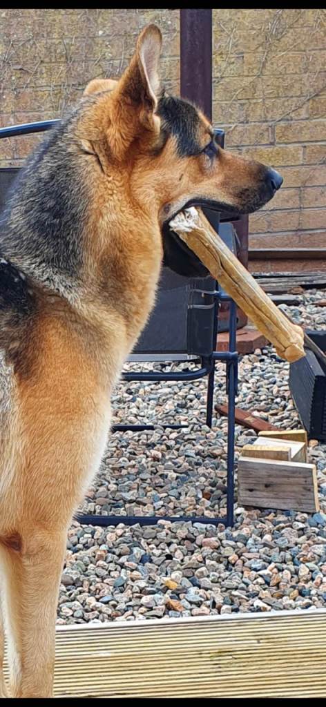 Dog