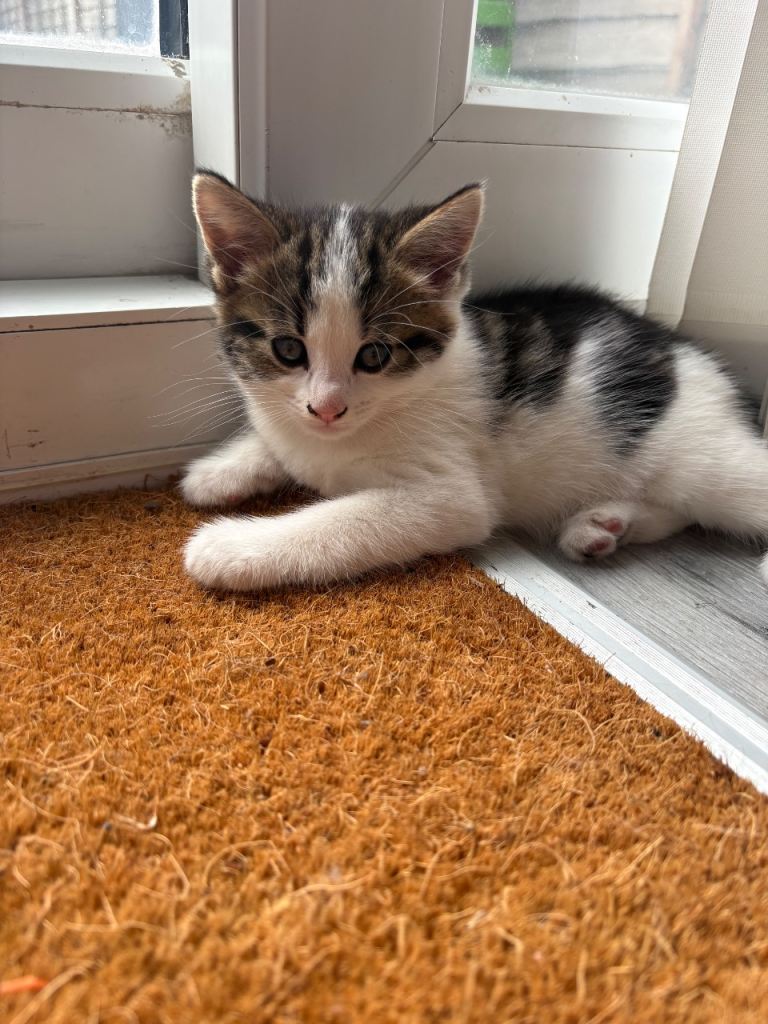Kittens ready to go 