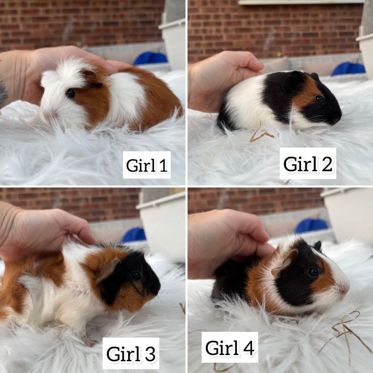 Girls and boy babies available