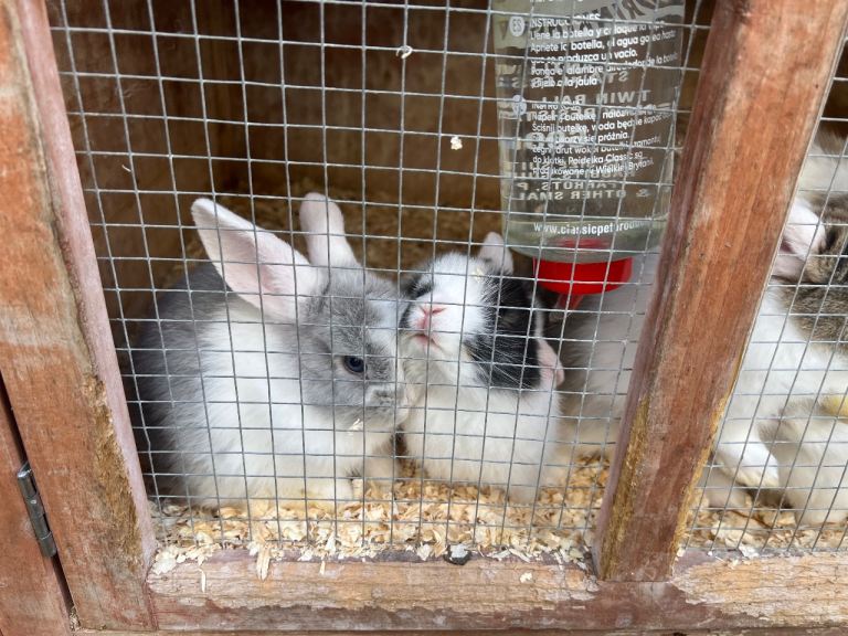 Lovely bunnies for sale 