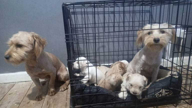 We are proud to announce that our maltese puppies 3 boys 2 girls are finally ready for sell