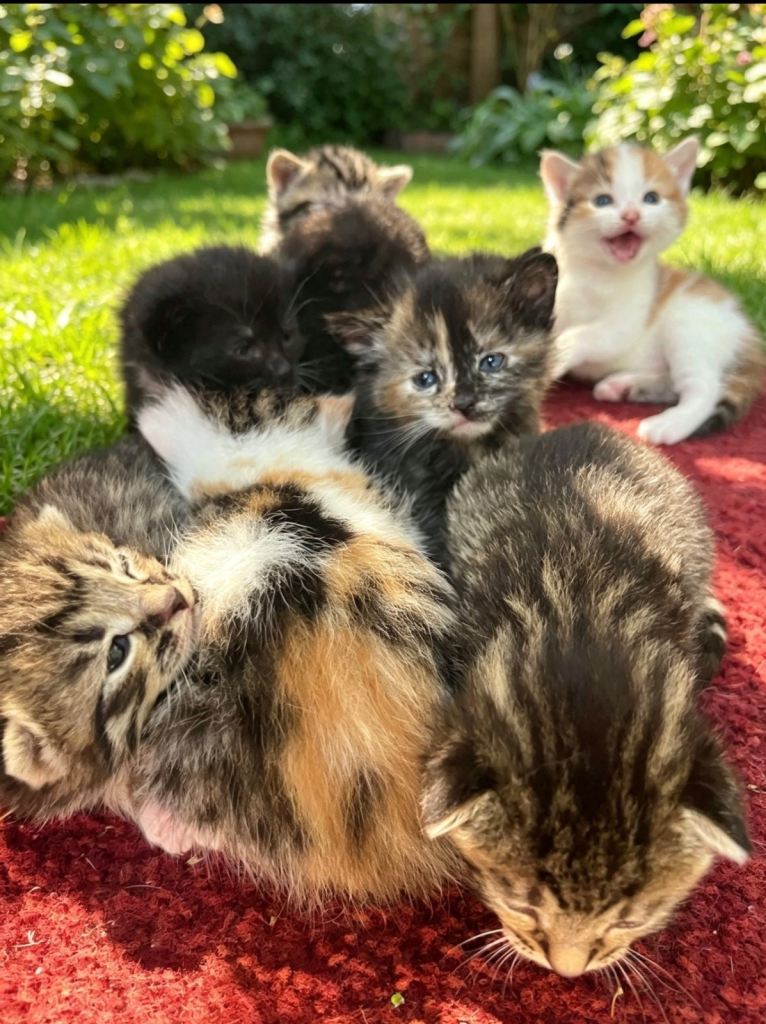 Kittens looking for their forever home 🐾