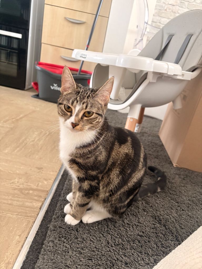 9 month old female kitten 