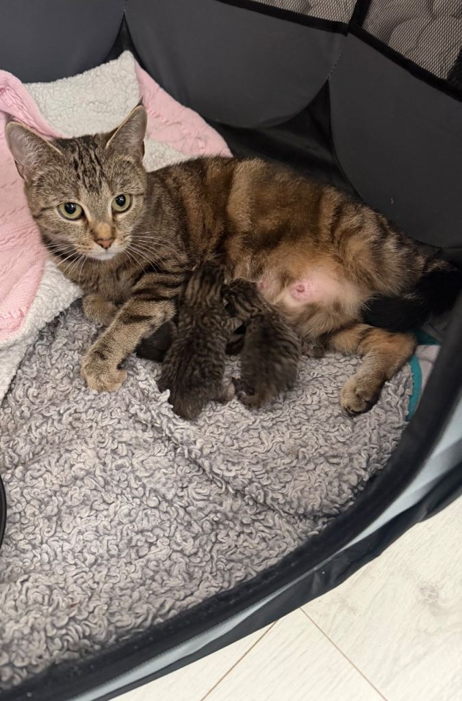 Tabby kittens one girl 2 boys 
