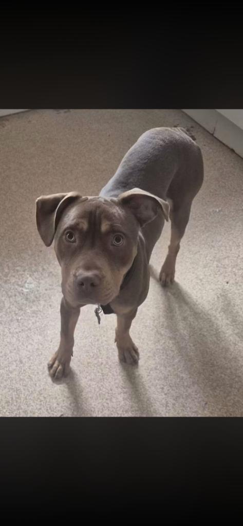 Staffy mix - looking for forever home 