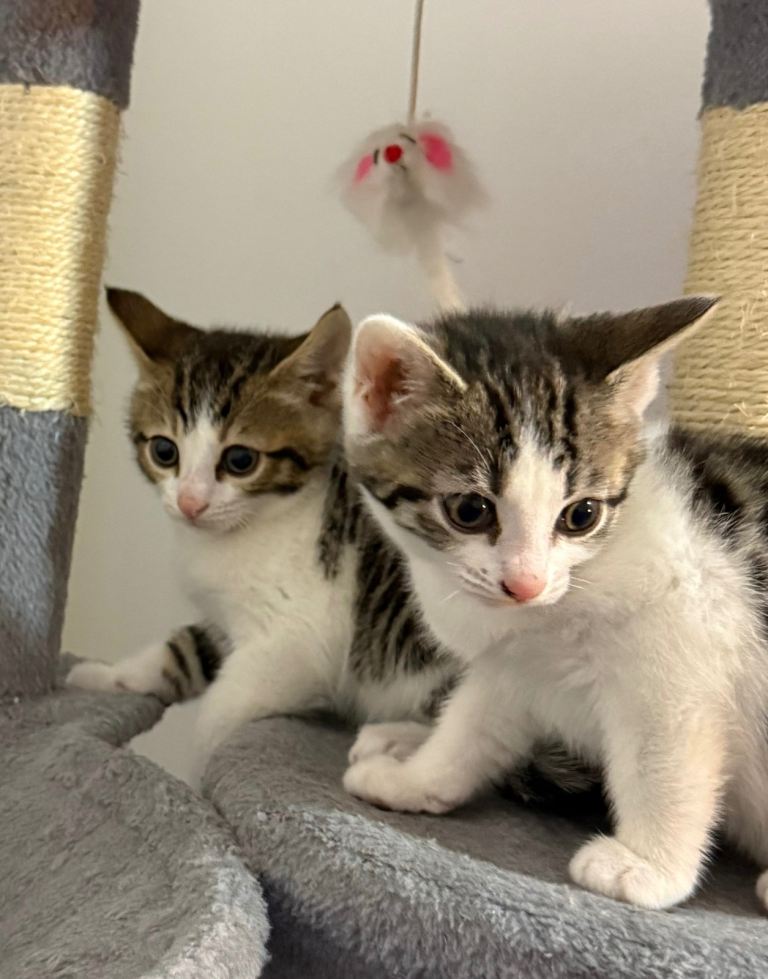 Bengal Mixed Breed kittens