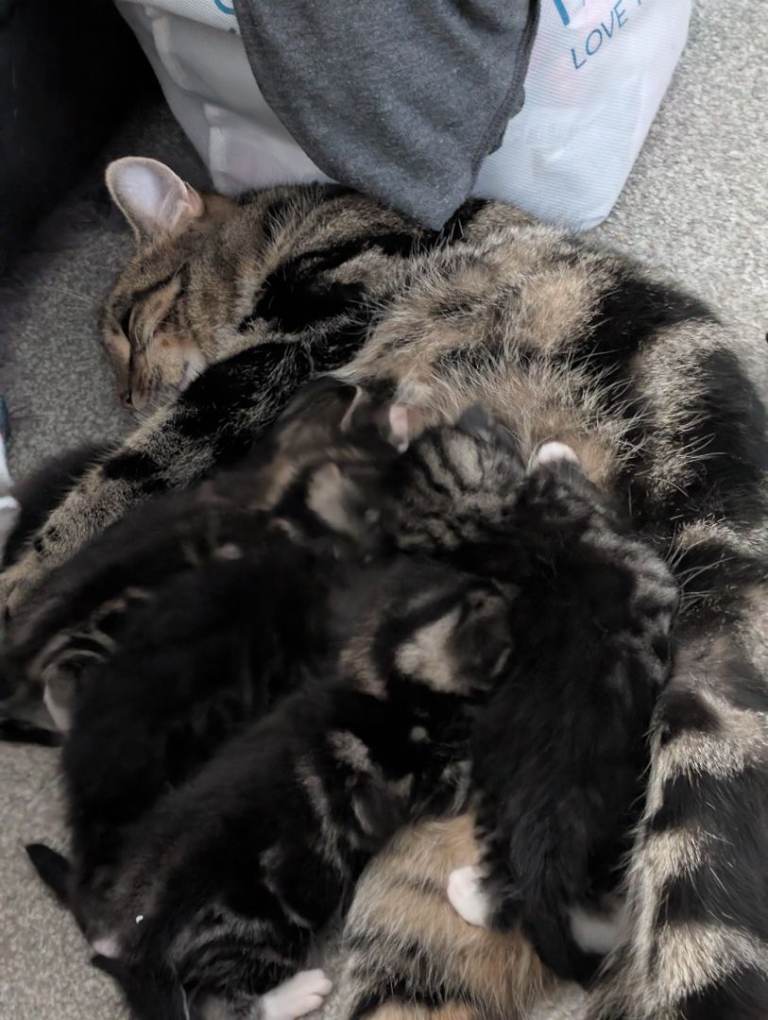 Kittens need forever homes