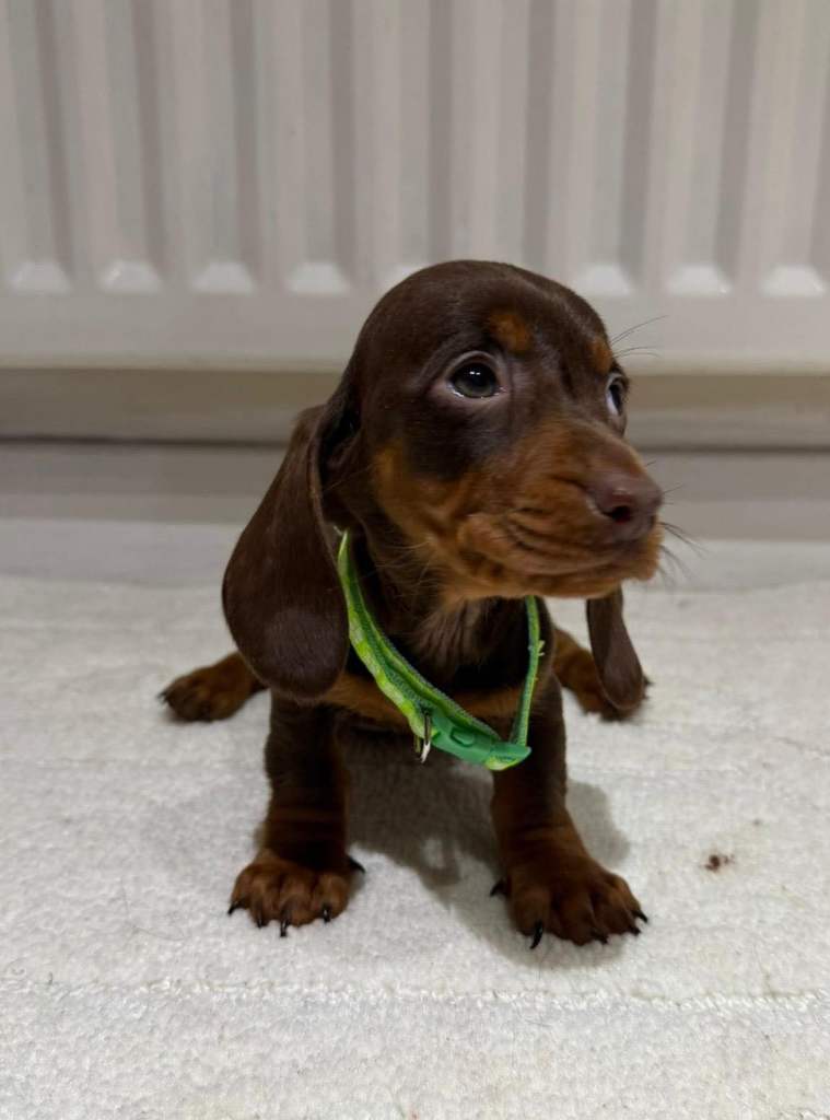 Miniature dachshund puppies 