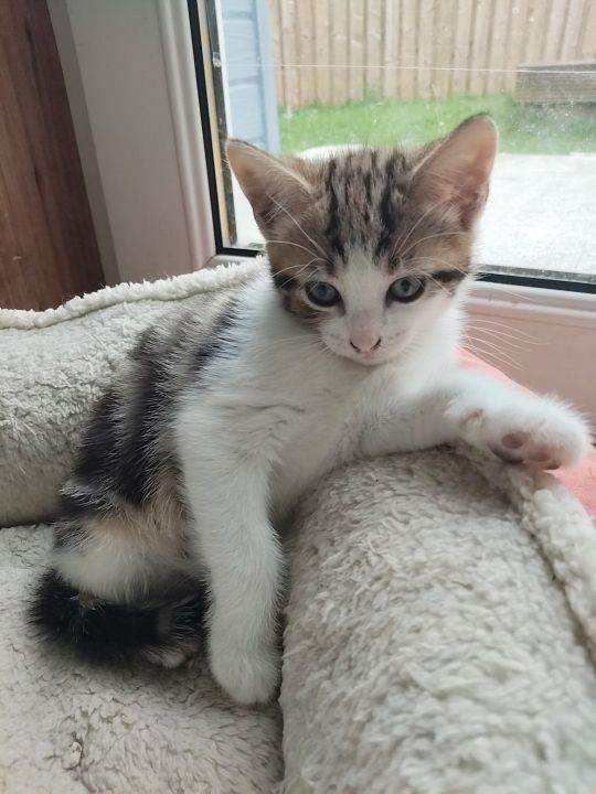 1 girl left from litter of 5 - ready to go