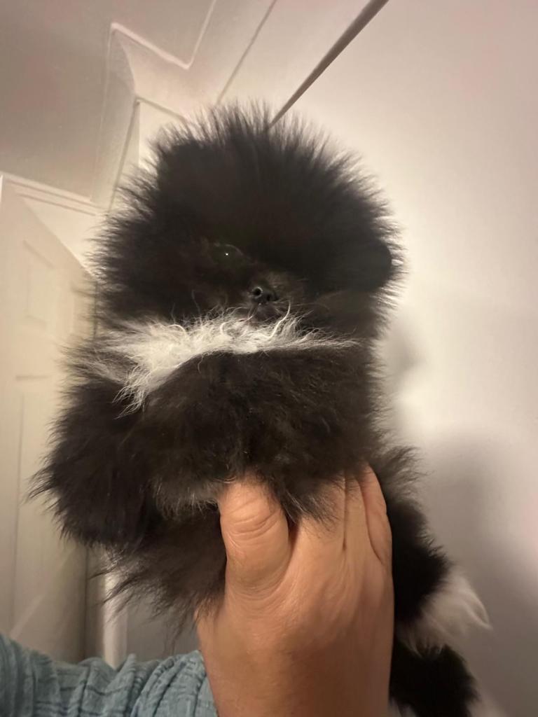 1 girl left - Pomeranian girls 