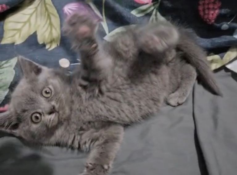 BSH KITTEN 
