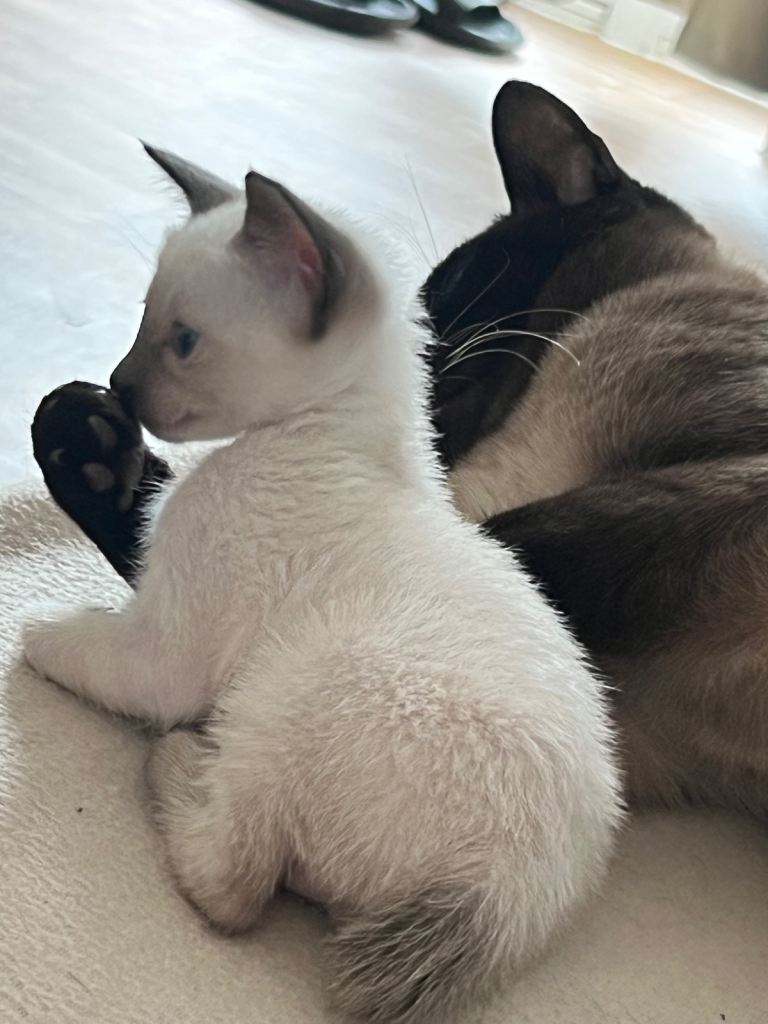 Beautiful Siamese Kittens Looking for Loving Homes 